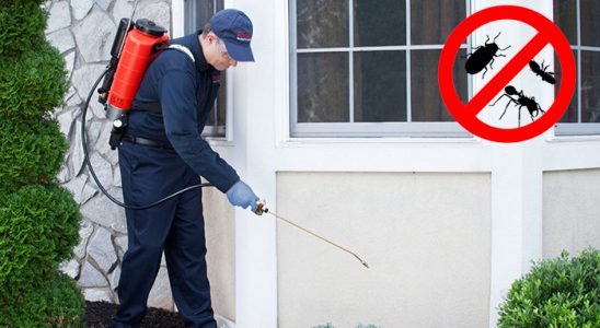Gültepe Uçan Haşere İlaçlama böcek ilaçlama ve haşere kontrolü — ilaclama-tr.com